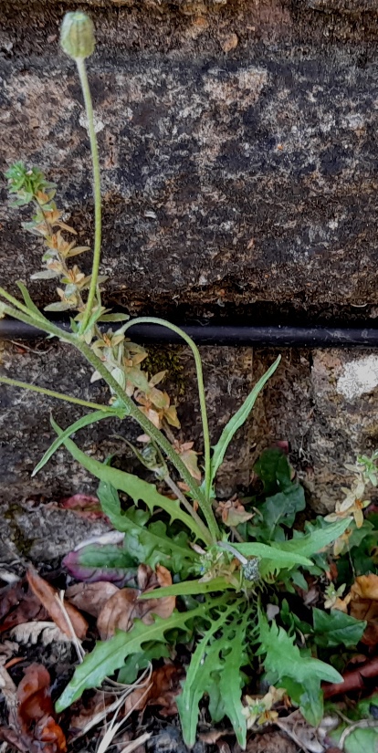 crepis capillaris smooth hawk's-beard