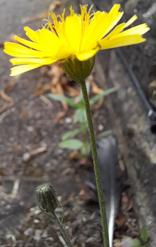 crepis capillaris smooth hawk's-beard