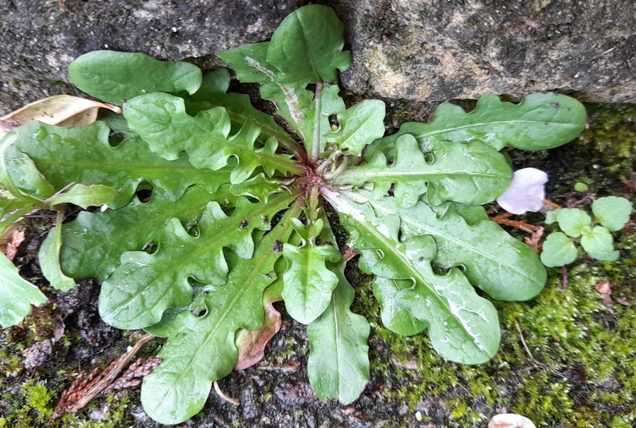 crepis capillaris smooth hawksbeard