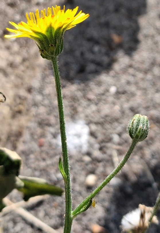 crepis capillaris smooth hawk's-beard