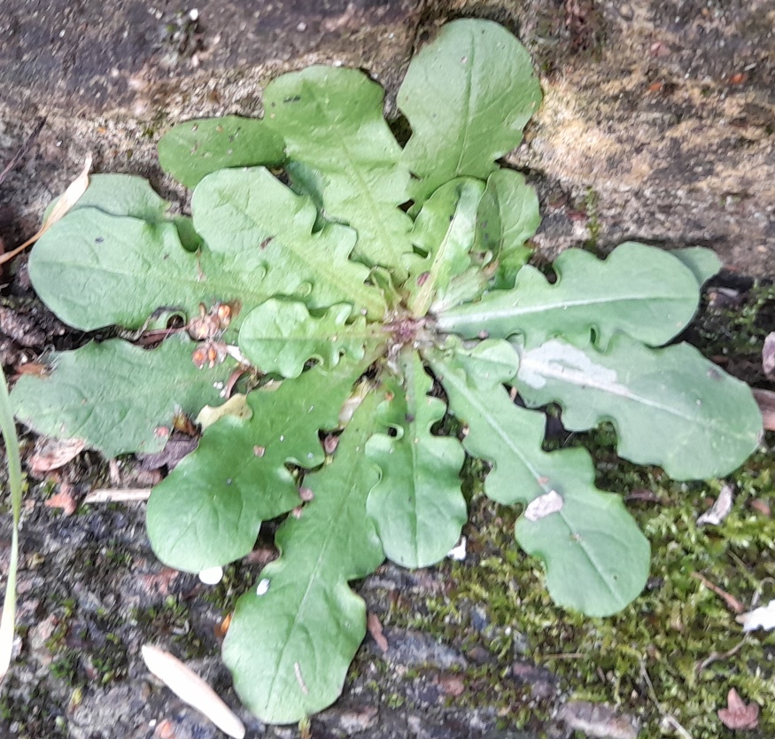 crepis capillaris smooth hawksbeard