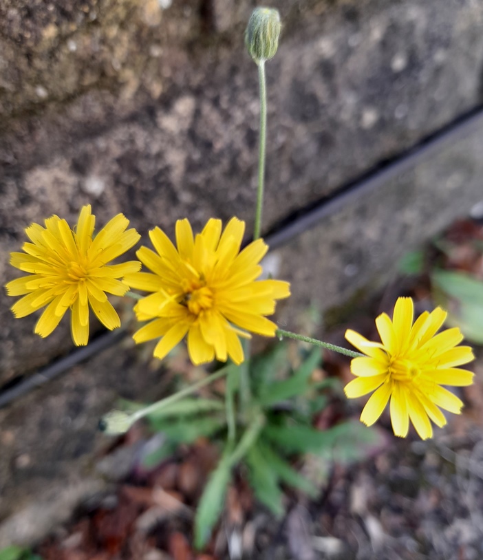 crepis capillaris smooth hawk's-beard