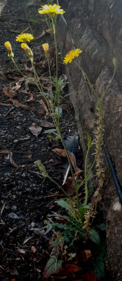 crepis capillaris smooth hawk's-beard