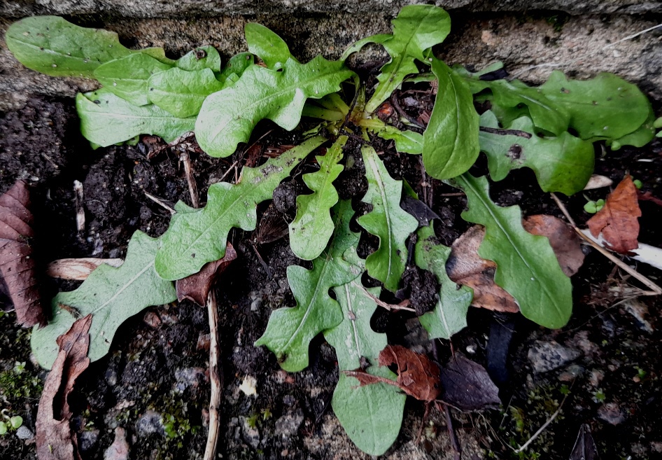 smooth hawk's-beard crepis capillaris