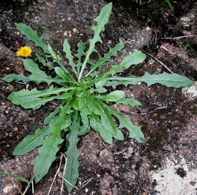 crepis capillais smooth hawk's-beard