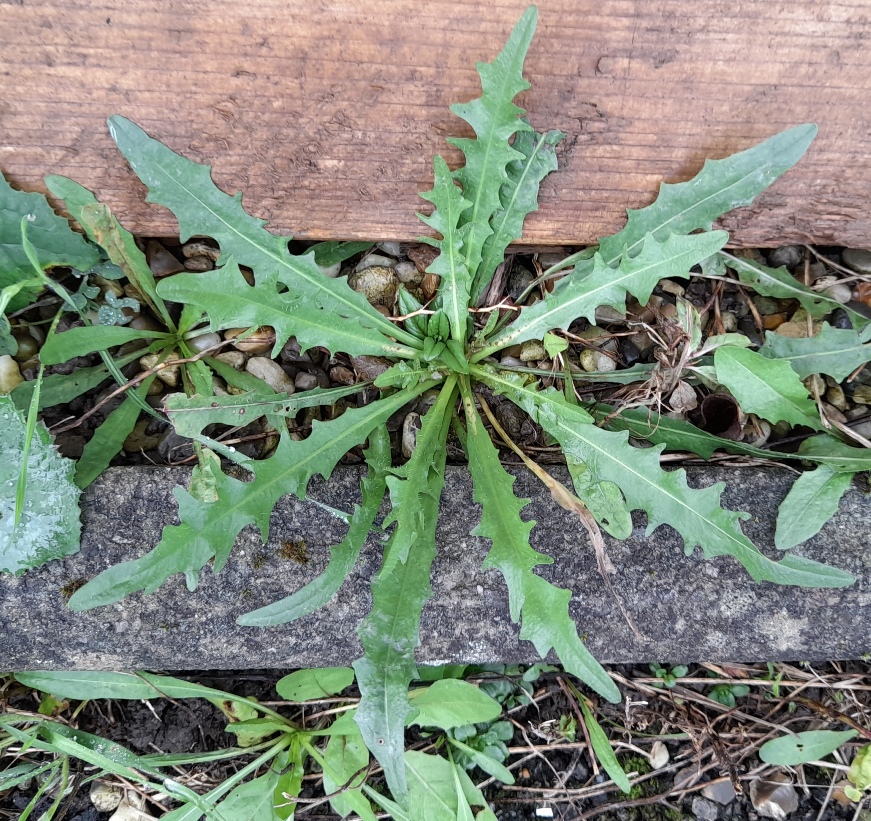 crepis capillaris smooth hawk's-beard