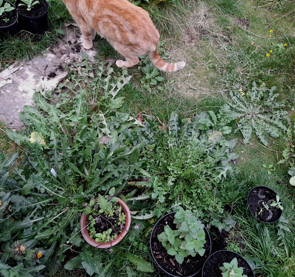 dandelion crepis vesicaria