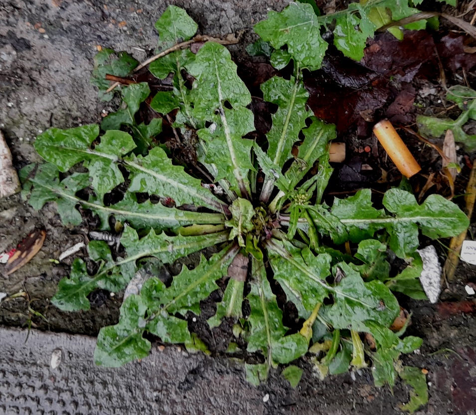 crespis vesicaria rosette