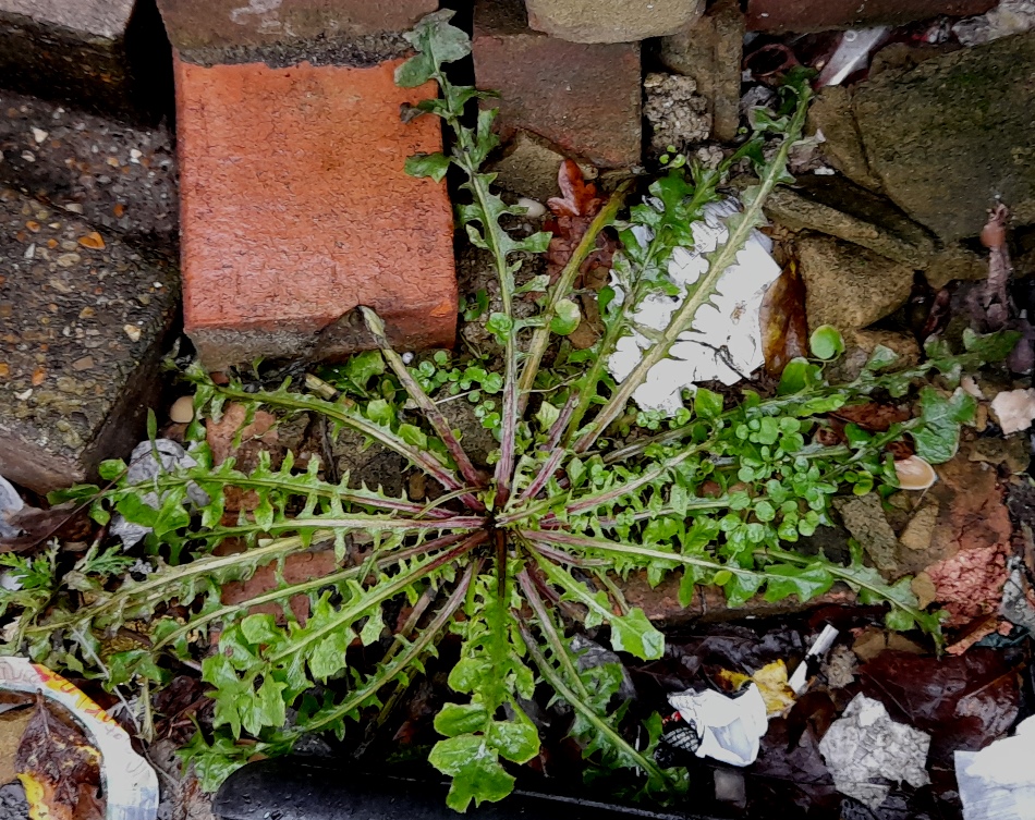 crepis vesicaria rosette