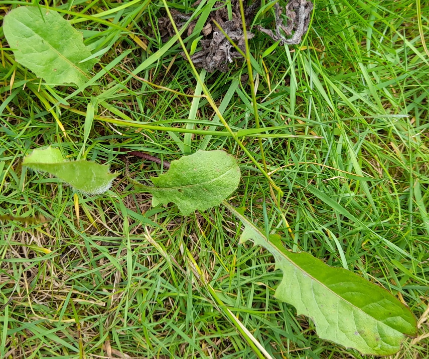 crepis vesicaria beaked hawk's-beard 