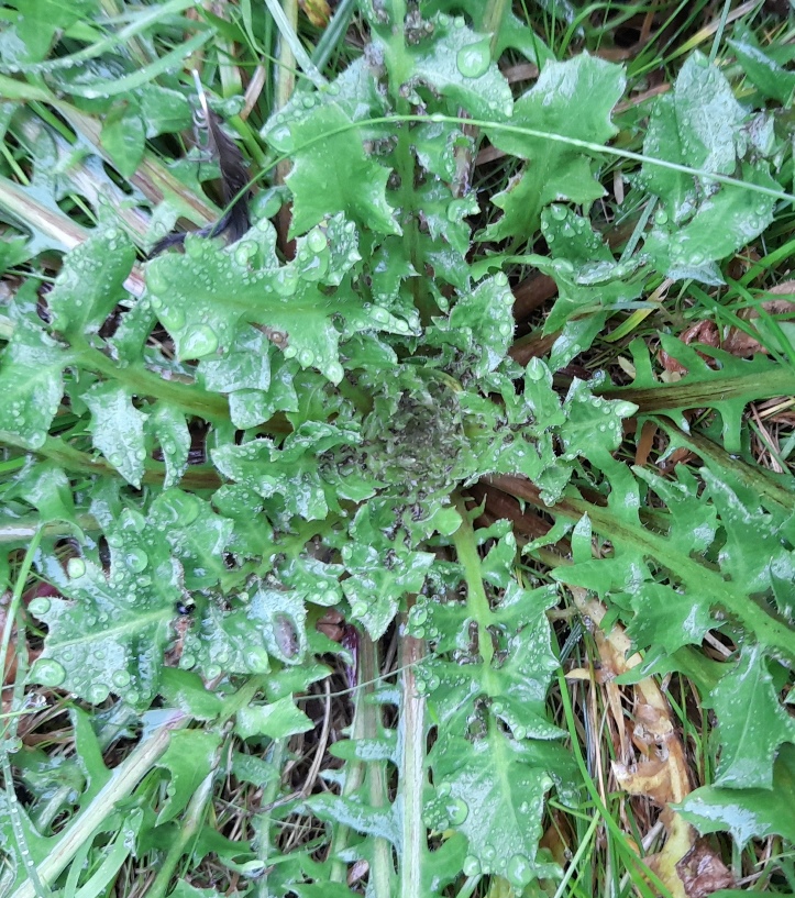 crepis vesicaria centre