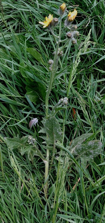 crepis vesicaria