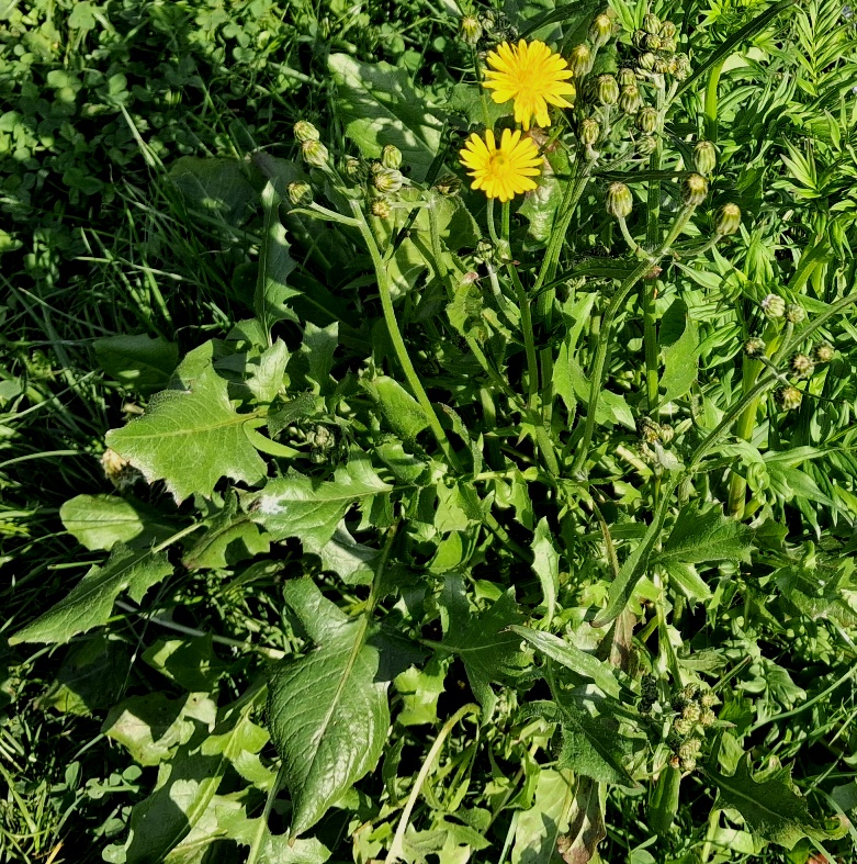 crepis vesicaria
