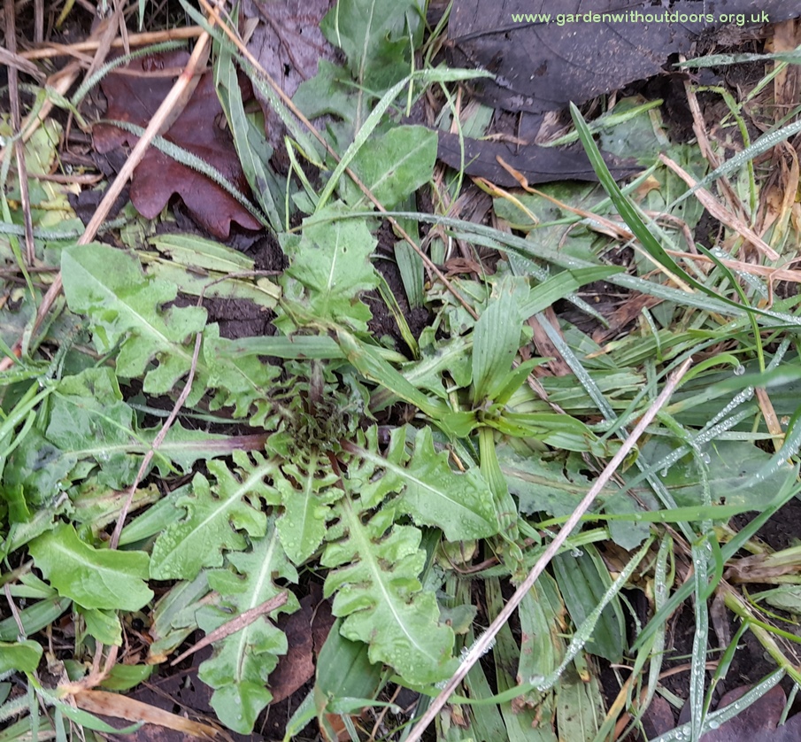 Crepis vesicaria beaked hawk's-beard