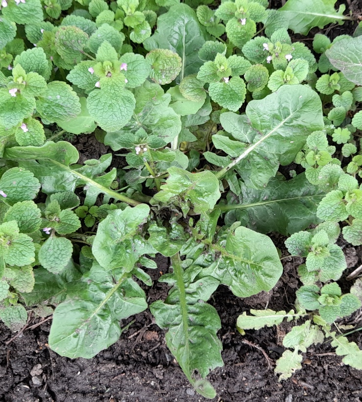 beaked hawk's-beard Crepis vesicaria
