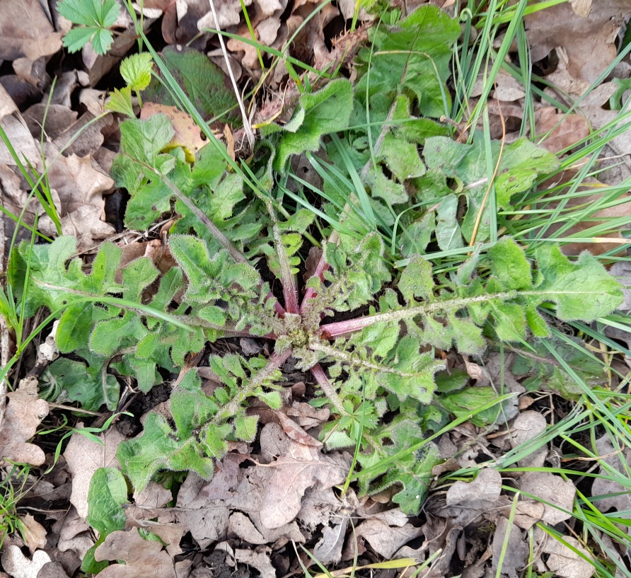 beaked hawk's-beard Crepis vesicaria