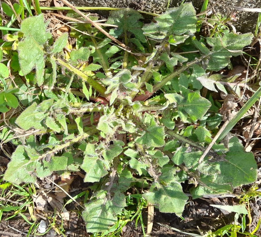 beaked hawk's-beard Crepis vesicaria