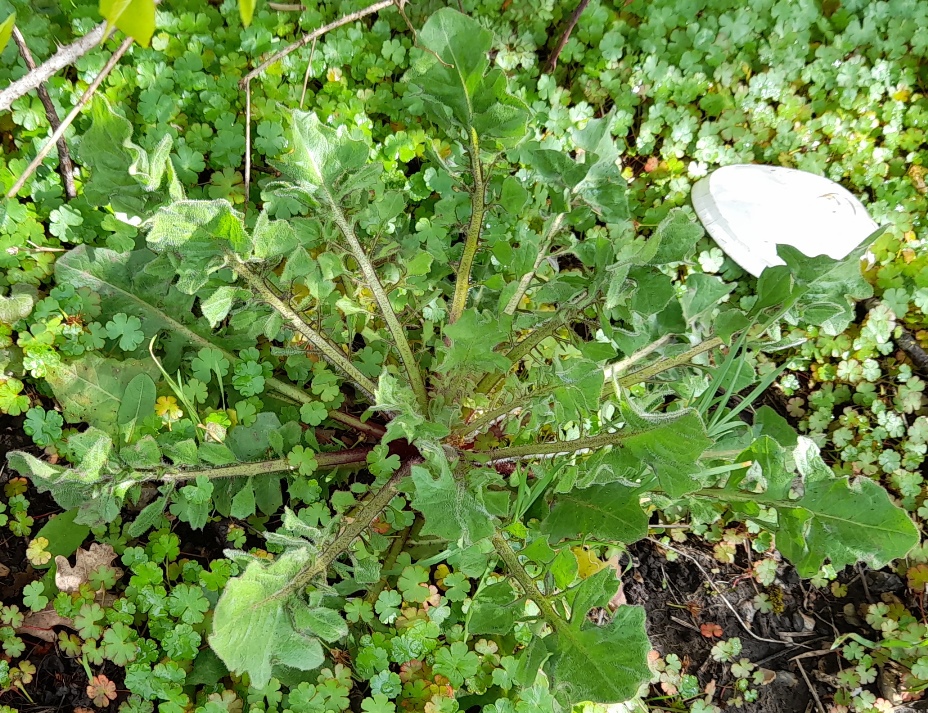 beaked hawk's-beard Crepis vesicaria
