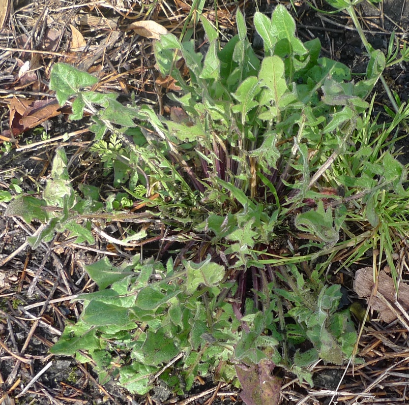 crepis vesicaria