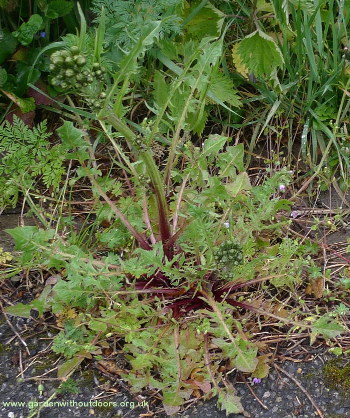 crepis vesicaria beaked hawk's-beard