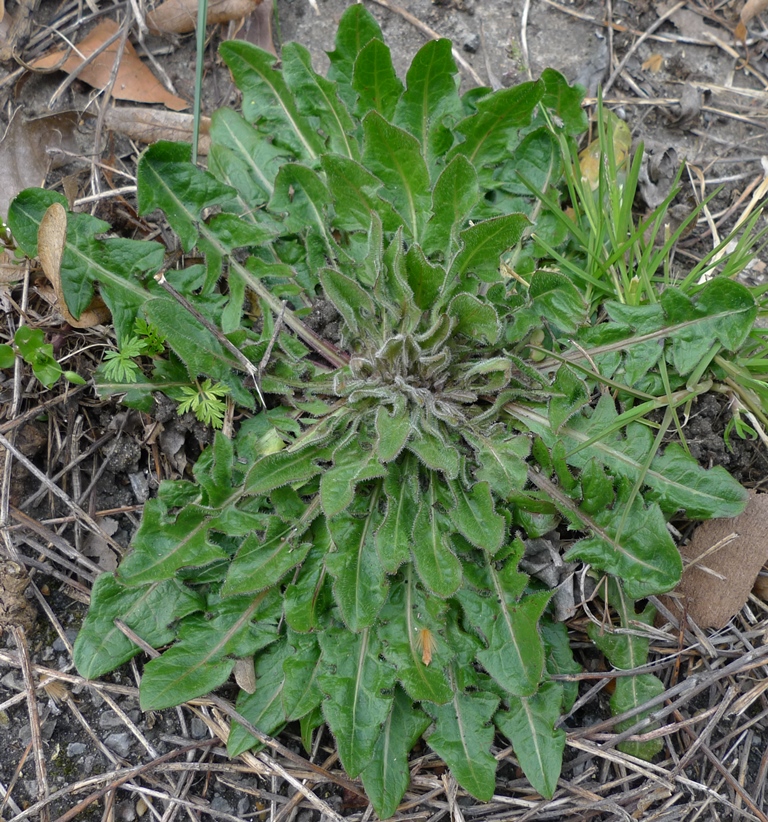 crepis vesicaria