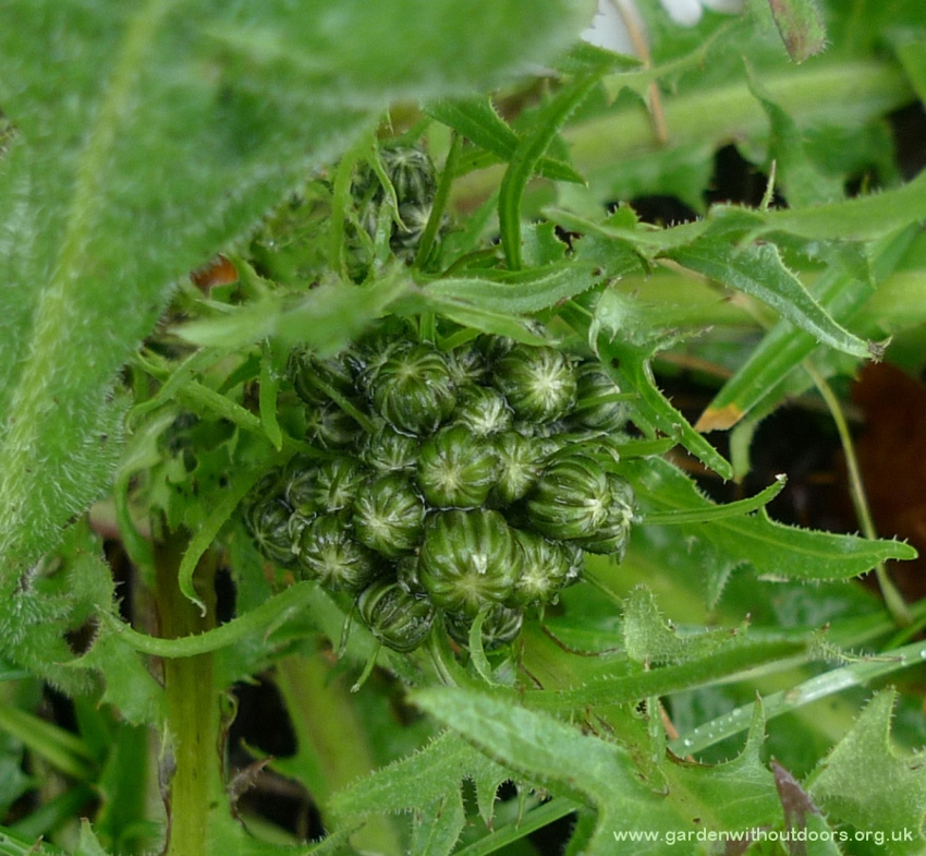 crepis vesicaria beaked hawk's-beard
