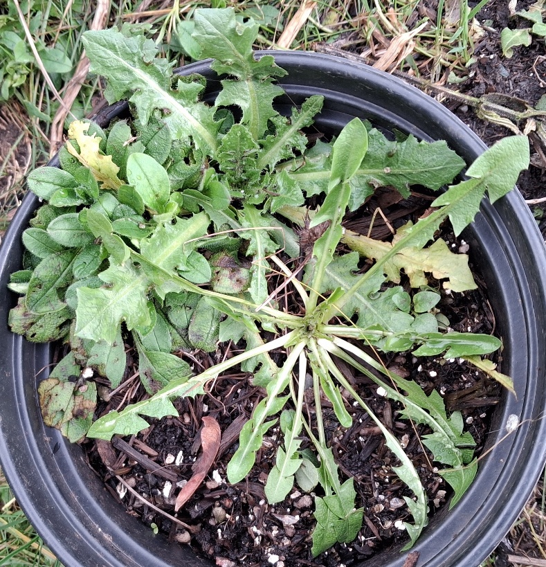 Crepis vesicaria dandelion