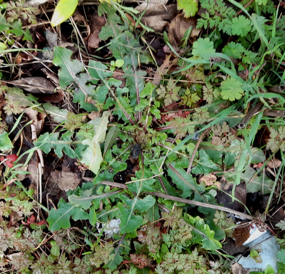crepis vesicaria