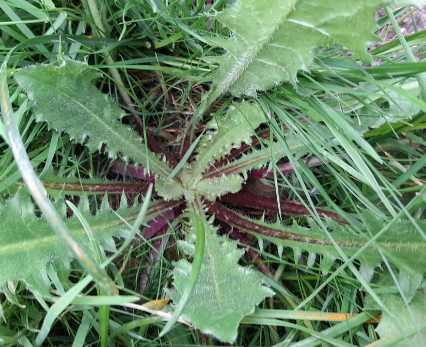 crepis vesicaria possibly