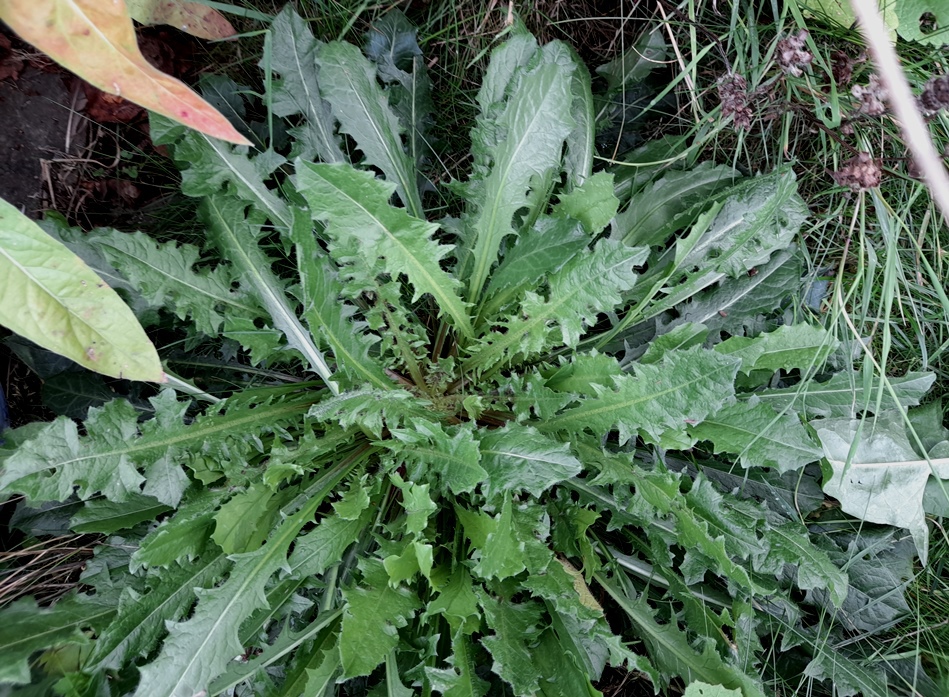 crepis vesicaria
