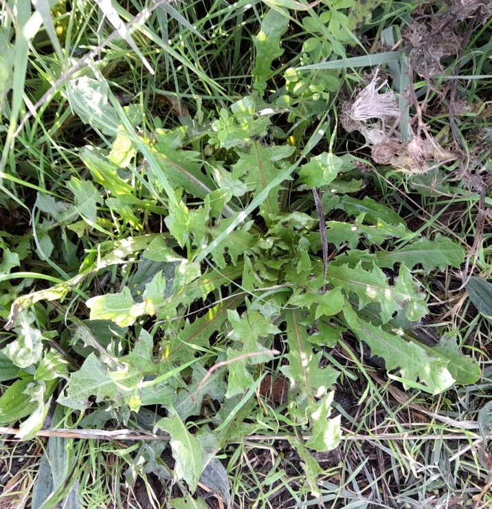 crepis vesicaria possibly rainham marshes