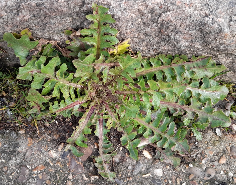 crepis vesicaria