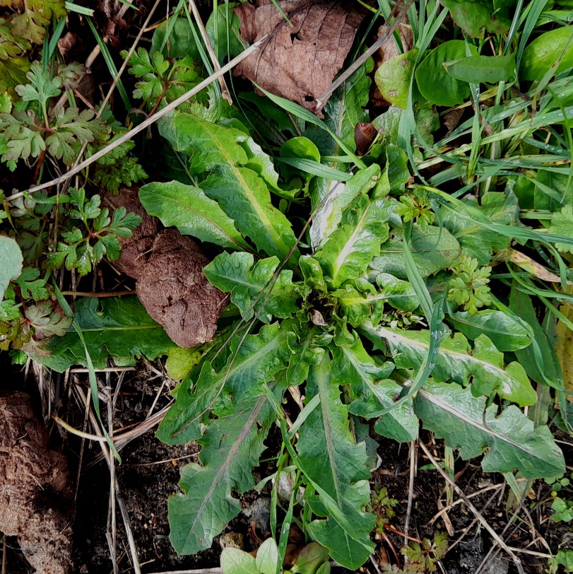 crepis vesicaria