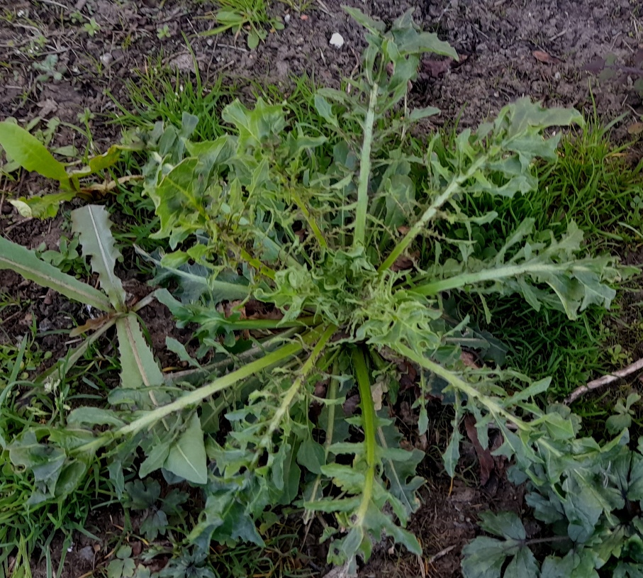 crepis vesicaria