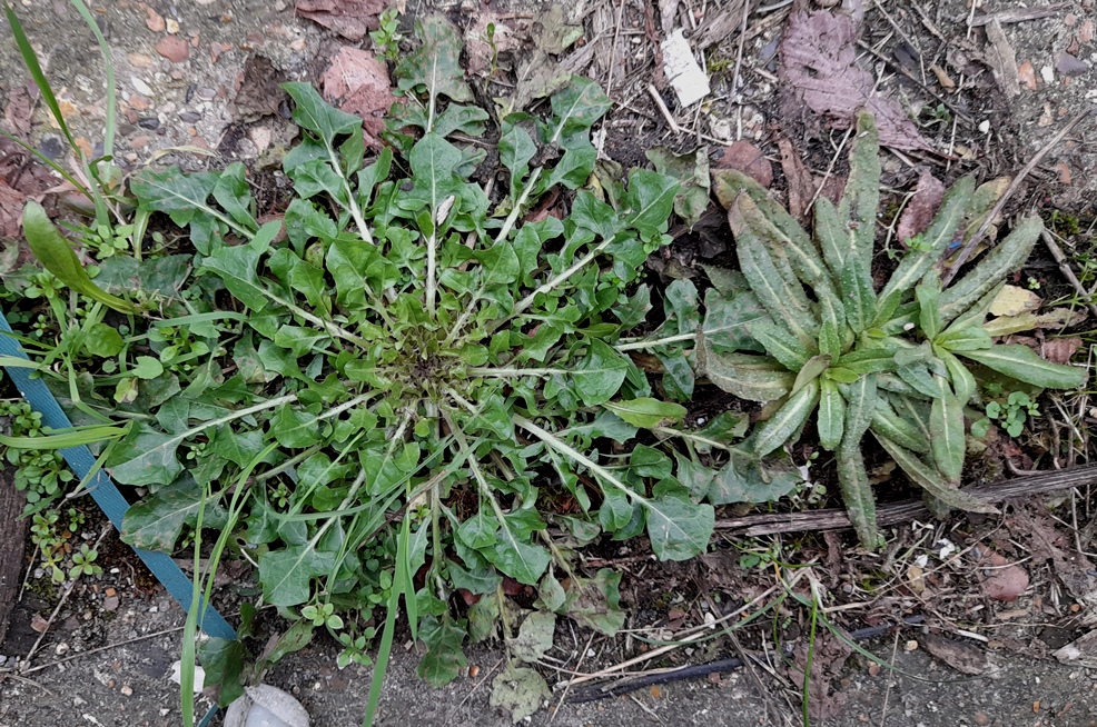 crepis vesicaria bristly oxtongue