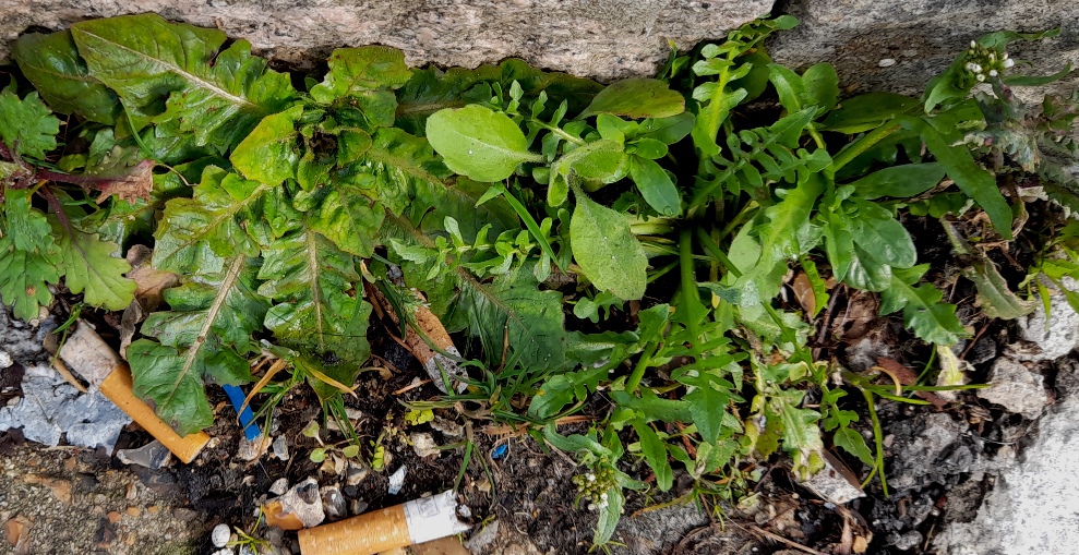 crepis vesicaria shepherds purse
