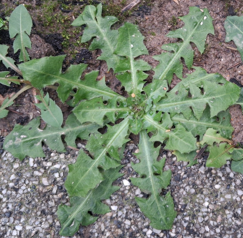 beaked hawk's-beard crepis vesicaria