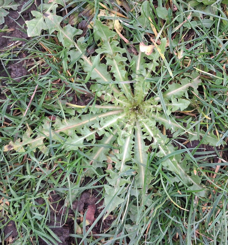 beaked hawk's-beard crepis vesicaria