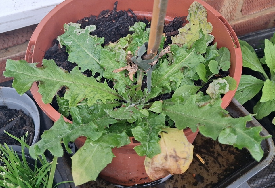 crepis vesicaria rosette
