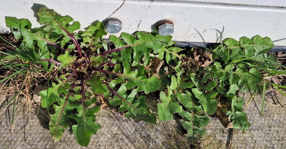 crepis vesicaria rosettes