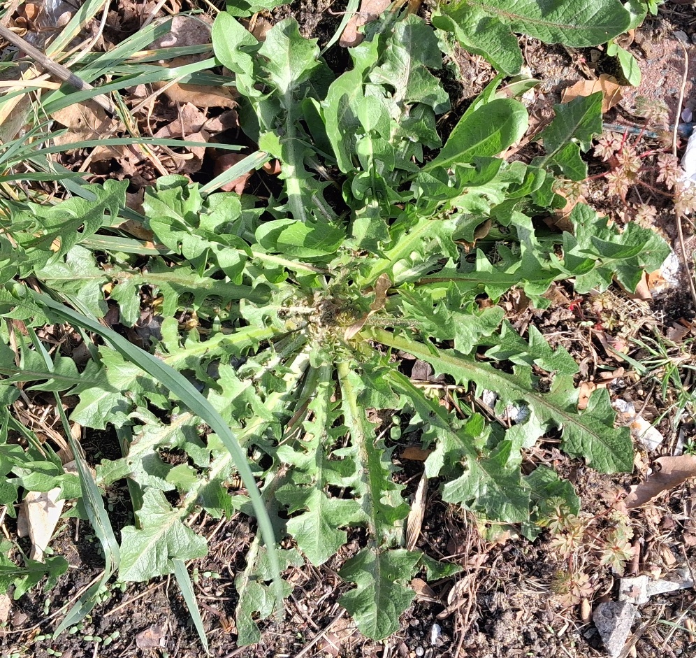 crepis vesicaria rosette