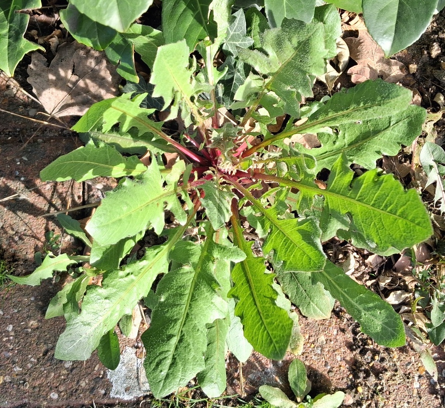 crepis vesicaria rosette