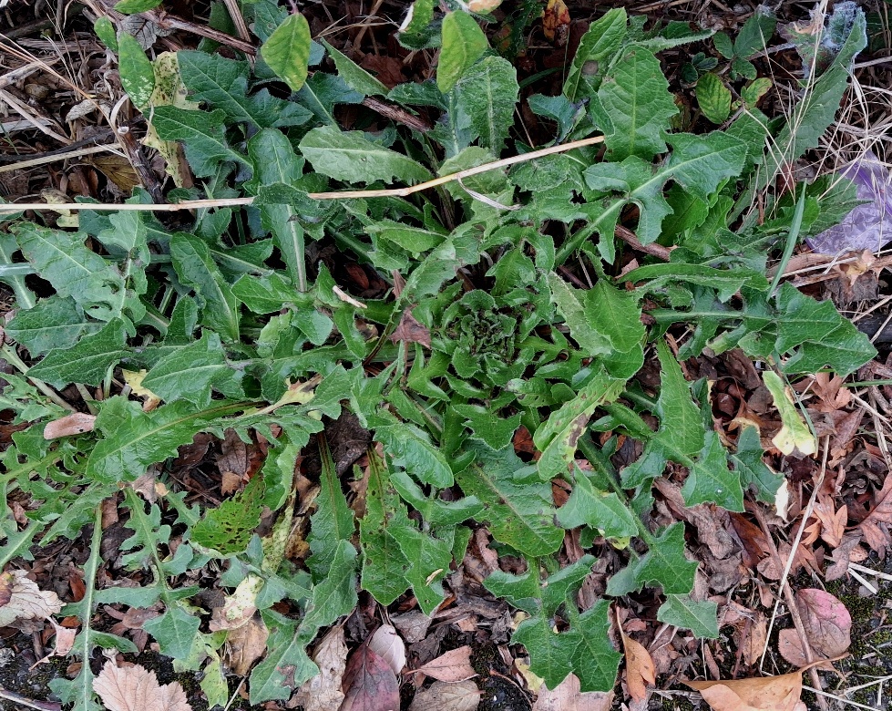 crepis vesicaria rosette