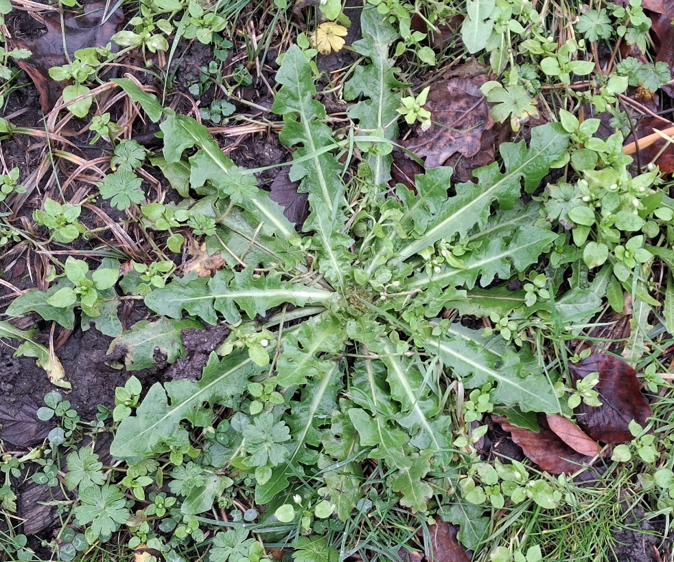 Crepis vesicaria