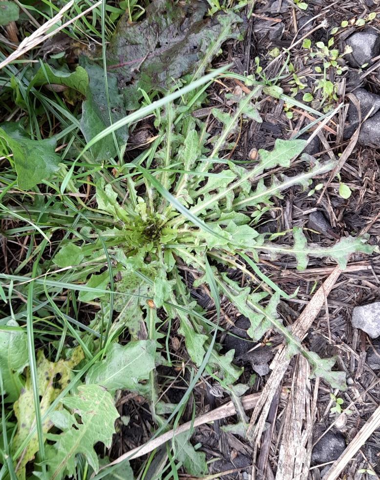 crepis vesicaria possibly rainham marshes