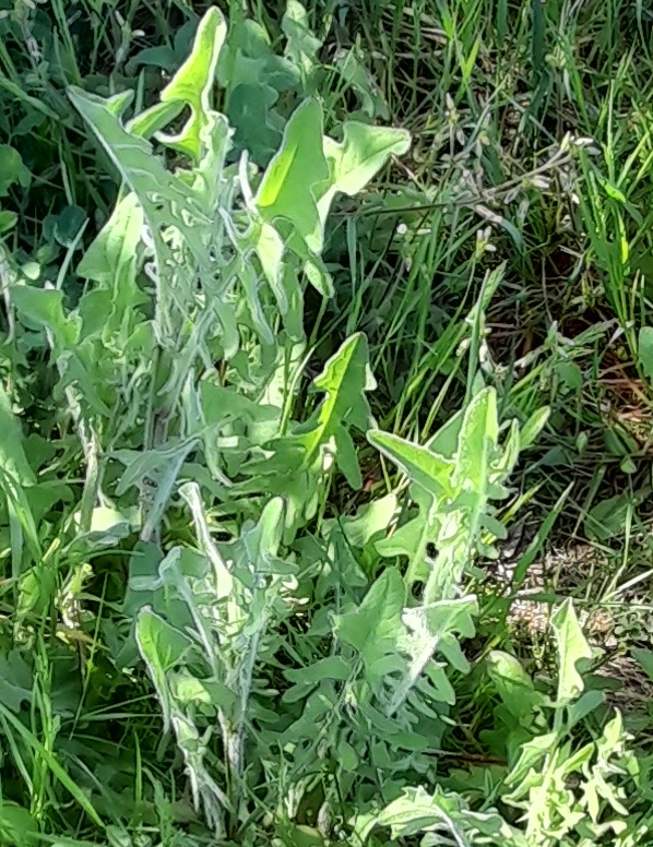 Crepis vesicaria Swanscombe Marshes