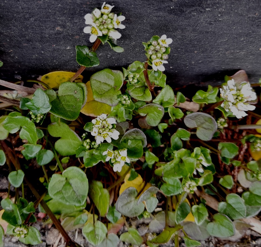 danish scurvygrass Cochlearia danica