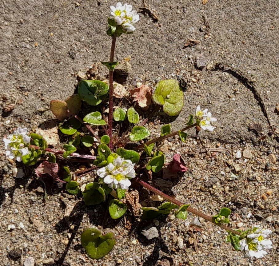danish scurvygrass