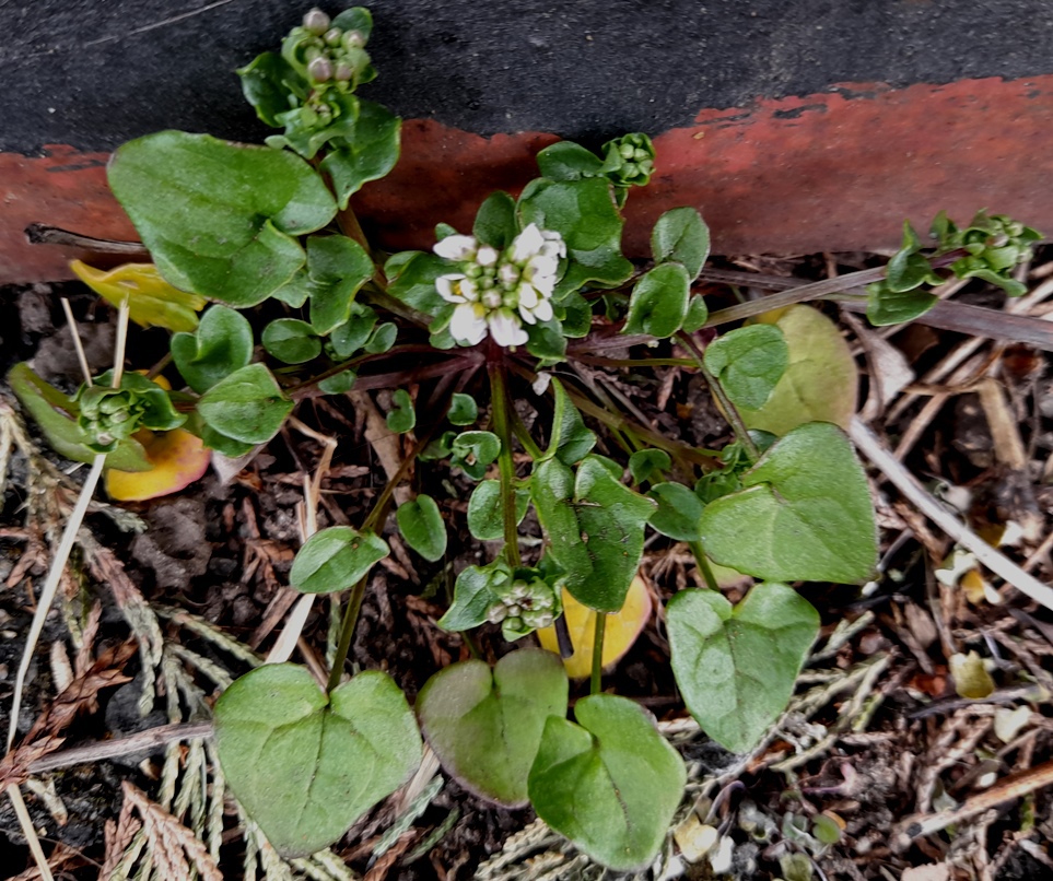 danish scurvygrass Cochlearia danica