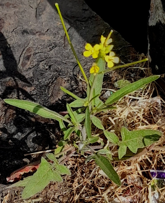 eastern rocket sisymbrium orientale